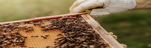 Apiculture Market – Managing the Bees
