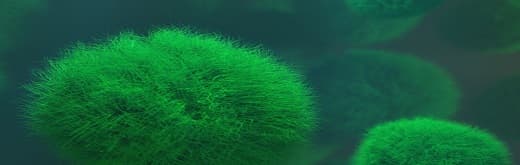 How Industrial Enzymes Changing Our Lives!