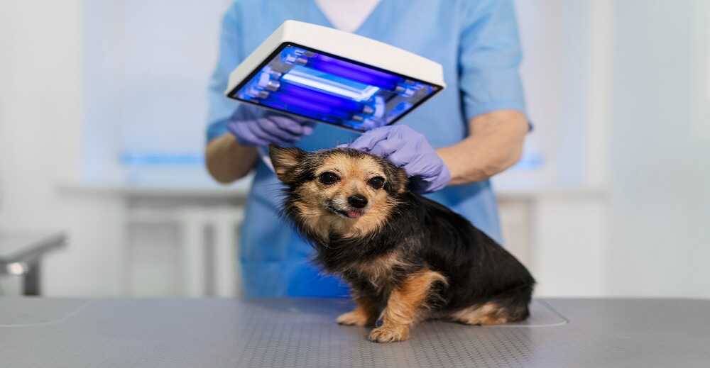Revolutionizing Pet Care: The Growing Popularity of Pet Monitoring Cameras