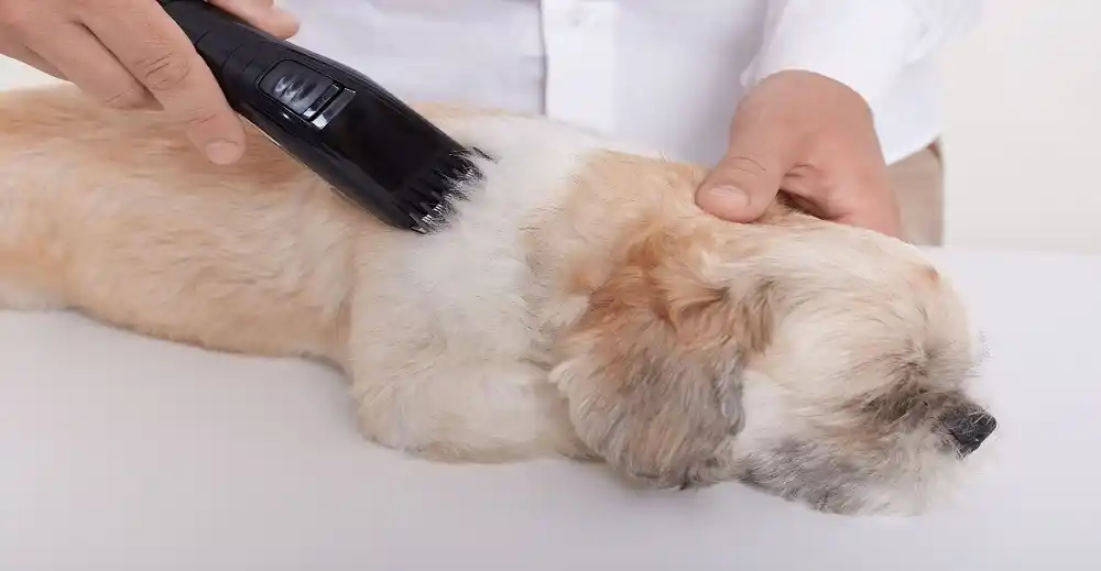 Pet Hair Care Market expected to reach US$1.982 billion by 2030