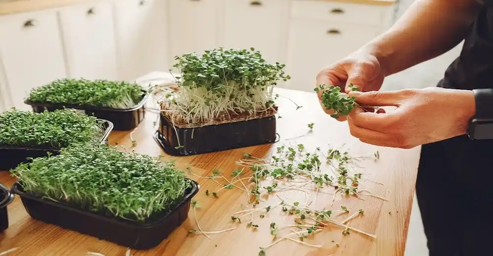 Microgreens Market expected to reach USD 3.805 billion by 2030