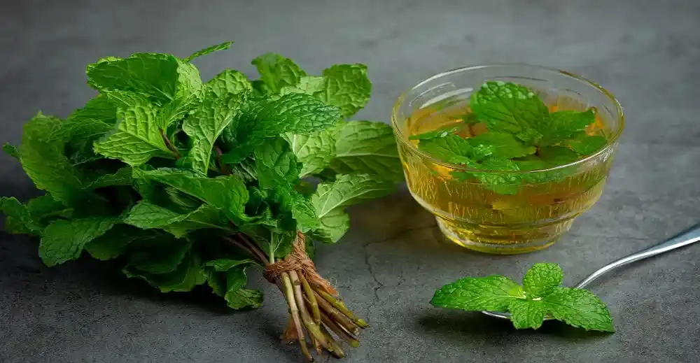 Mint Market expected to reach USD 9.709 billion by 2030
