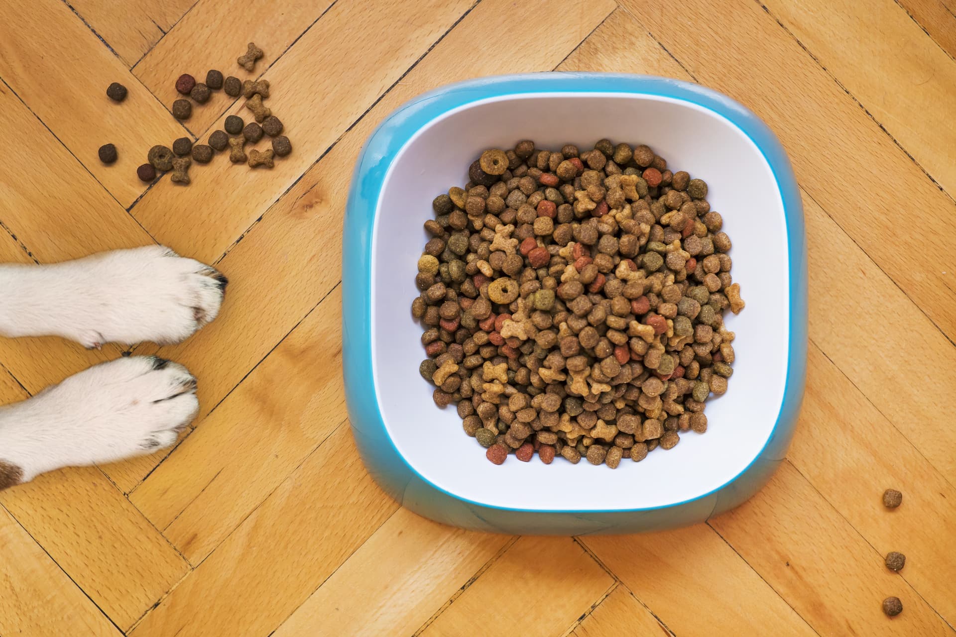 Top 10 Pet Food Companies Dominating the Global Market