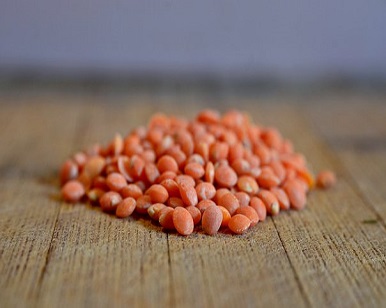 lentil protein market