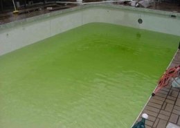 algaecide market
