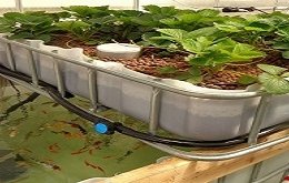 aquaponics market