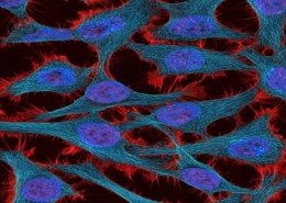 cancer profiling market
