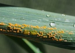 fungicides market