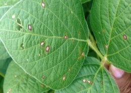 fungicides market