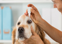 human drugs for veterinary use market