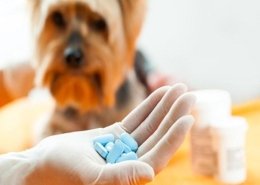 human drugs for veterinary use market