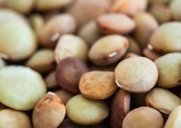 lentil protein market