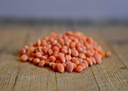 lentil protein market