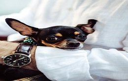 pet insurance market