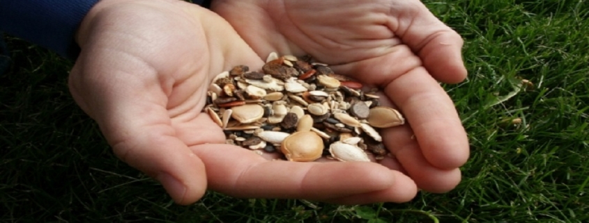 hybrid seeds market