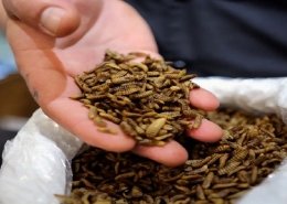 insect animal feed market