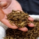 insect animal feed market