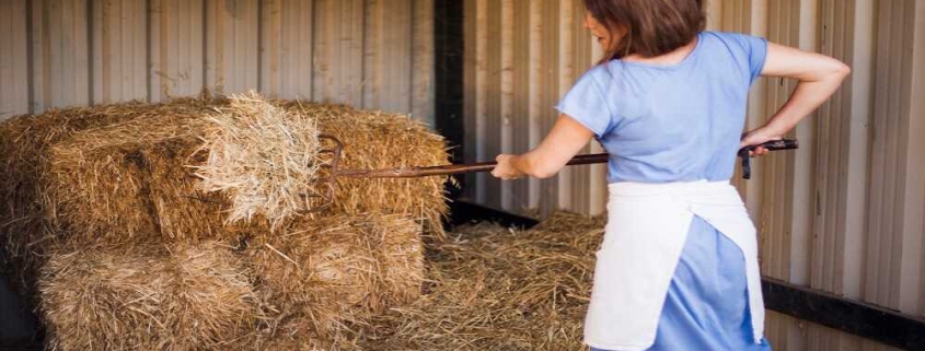 forage feed market