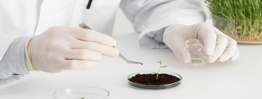 genetically modified seeds market