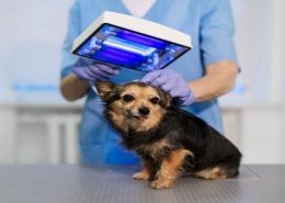 pet monitoring camera market