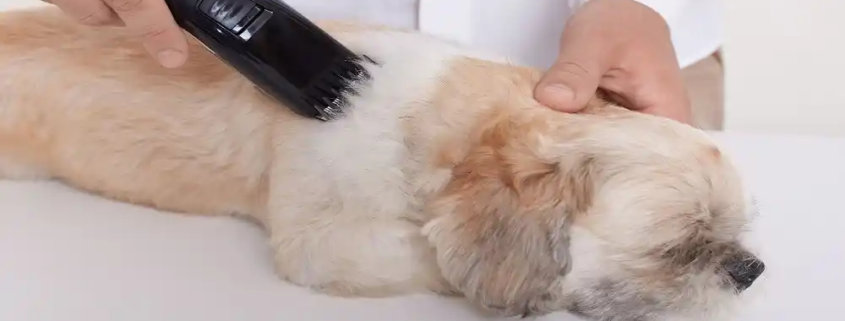 pet hair care market
