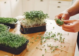 microgreens market