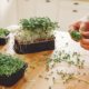 microgreens market